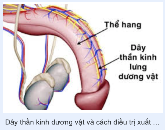 Cắt thần kinh dương vật chọn lọc (SDN) để điều trị xuất tinh sớm (PE)
